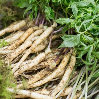 Estratto di foglie di Panax Ginseng