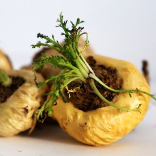 Estratto di radice di maca